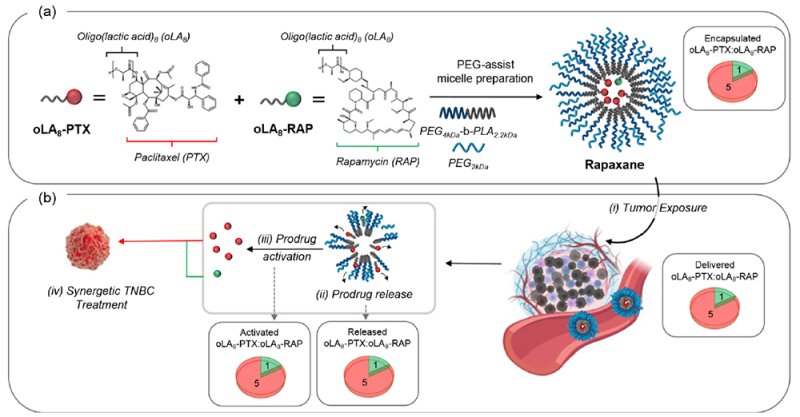 [용인=뉴시스]연구 모식도(사진=단국대 제공)2025.12.11. photo@newsis.com