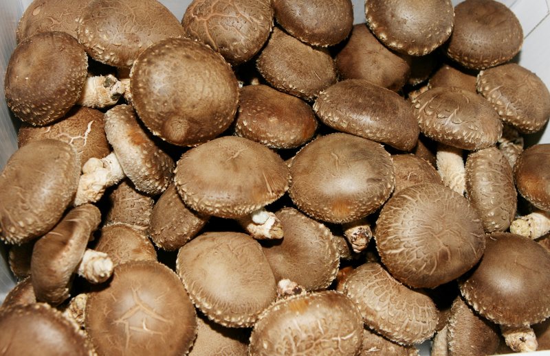 표고버섯. (사진=뉴시스 DB) *재판매 및 DB 금지