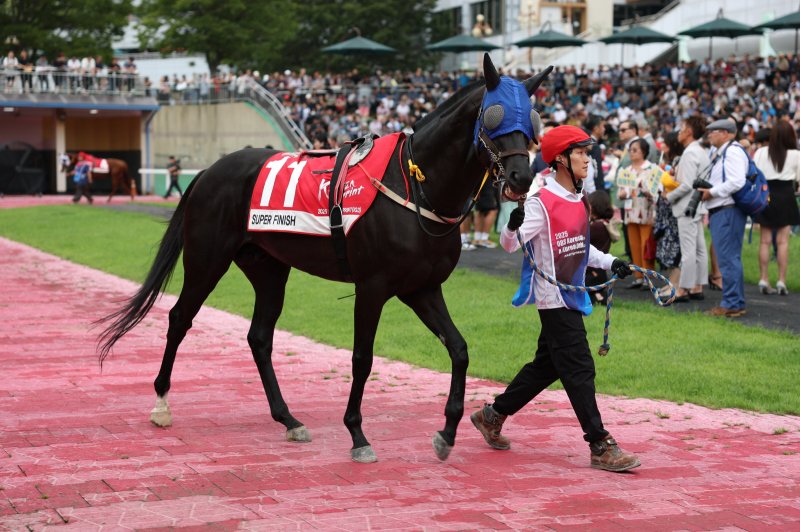 [서울=뉴시스] 오는 14일 한국마사회 렛츠런파크 서울에서 열릴 제11경주 1200m 스프린트에 나서는 '슈퍼피니시'. (사진=한국마사회 제공) *재판매 및 DB 금지