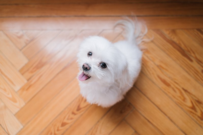 참혹한 유통사슬과 침묵하는 소비… 우리는 학대를 '주문'했다 [이슈 추적]