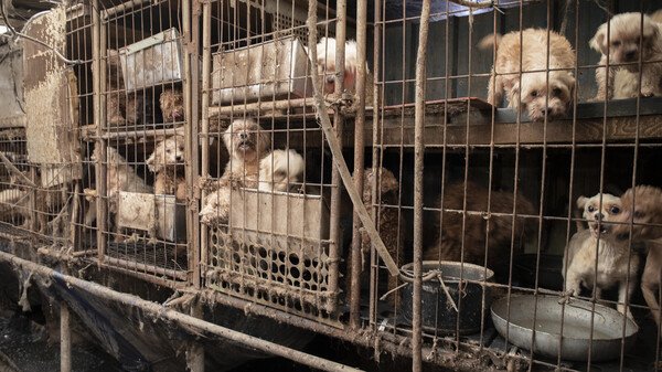대한민국 4가구 중 1가구는 반려동물 양육가구라고 한다. 반려동물은 사람과 함께 살아가는 또 하나의 가족으로 받아들여진 지 오래다. 그러나 가정으로 입양되는 반려견 상당수가 여전히 불법 번식장(아래쪽 사진)에서 태어나 경매장을 통해 펫숍에서 팔리고 있다. 어미견들은 철장에 갇힌 채 새끼견을 생산하는 기계처럼 소비되고 있다. 게티이미지뱅크·㈔동물보호단체 라이프 제공