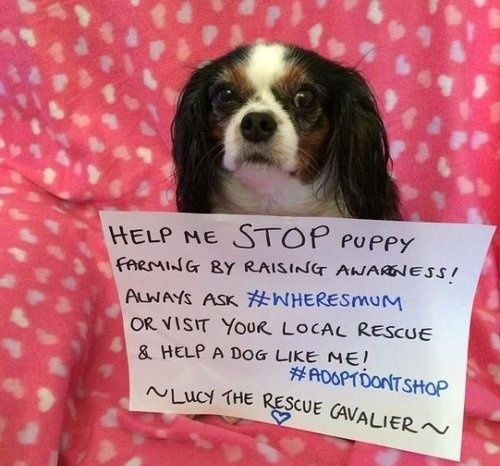 강아지 공장에서 구조된 영국 개 '루시' 연합뉴스