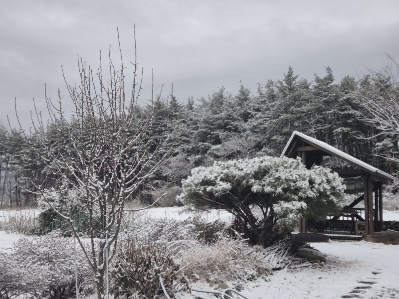 강원 동해안과 산지를 중심으로 많은 눈이 내린 12일 강릉시 구정면의 한 농가에 눈이 내려앉아 있다.2025.12.12/뉴스1 윤왕근 기자
