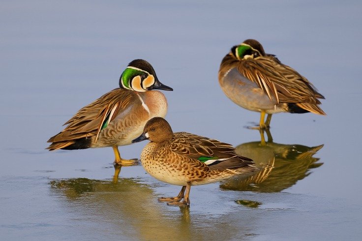금강하구에서 포착된 겨울 철새들.(서천군 제공. 재판매 및 DB금지)/뉴스1