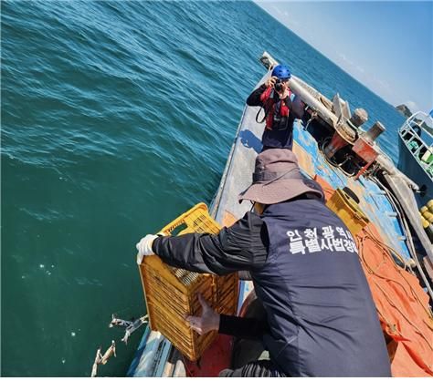 인천시는 지난 9월부터 11월까지 3개월간 군·구와 합동으로 진행한 불법 어업 수사에서 총 8건의 위반 행위를 적발했다. 사진은 불법 어획물 방류 모습. 인천시 특별사법경찰 제공.