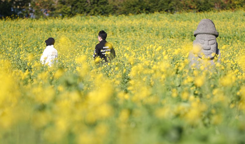 [서귀포=뉴시스] 우장호 기자 = 추운 날씨를 보인 12일 오전 제주 서귀포시 남원면 휴애리자연생태공원에 유채꽃이 활짝 피어나 겨울 속 봄 정취를 자아내고 있다. 기상청에 따르면 주말인 13일부터 기온이 큰 폭으로 떨어져 한라산 등 고지대에는 최대 10㎝ 이상의 많은 눈이 내리고, 강한 바람이 불어 기상이 악화할 것으로 전망된다. 2025.12.12. woo1223@newsis.com