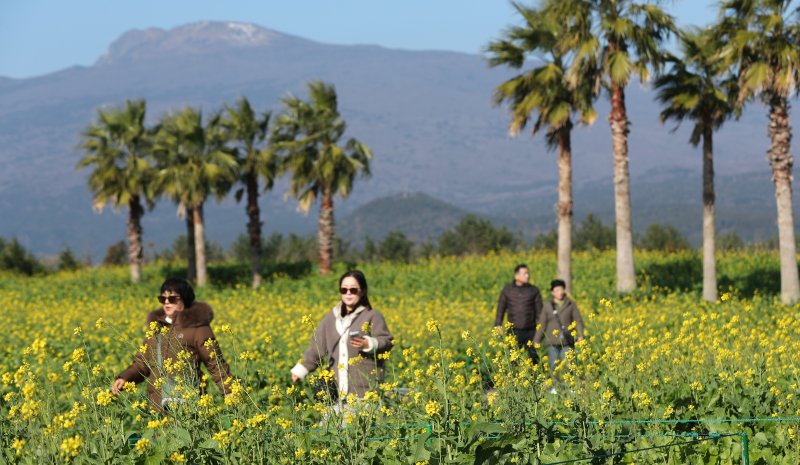[서귀포=뉴시스] 우장호 기자 = 추운 날씨를 보인 12일 오전 제주 서귀포시 남원면 휴애리자연생태공원에 유채꽃이 활짝 피어나 겨울 속 봄 정취를 자아내고 있다. 기상청에 따르면 주말인 13일부터 기온이 큰 폭으로 떨어져 한라산 등 고지대에는 최대 10㎝ 이상의 많은 눈이 내리고, 강한 바람이 불어 기상이 악화할 것으로 전망된다. 2025.12.12. woo1223@newsis.com