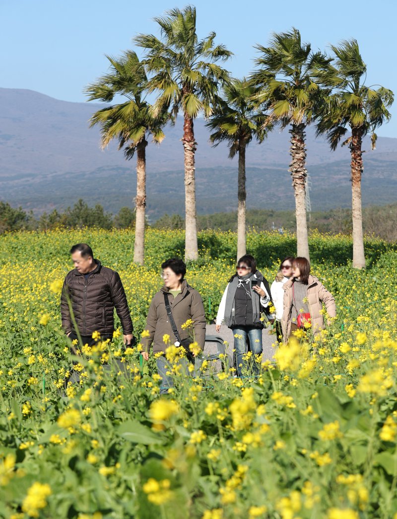 [서귀포=뉴시스] 우장호 기자 = 추운 날씨를 보인 12일 오전 제주 서귀포시 남원면 휴애리자연생태공원에 유채꽃이 활짝 피어나 겨울 속 봄 정취를 자아내고 있다. 기상청에 따르면 주말인 13일부터 기온이 큰 폭으로 떨어져 한라산 등 고지대에는 최대 10㎝ 이상의 많은 눈이 내리고, 강한 바람이 불어 기상이 악화할 것으로 전망된다. 2025.12.12. woo1223@newsis.com
