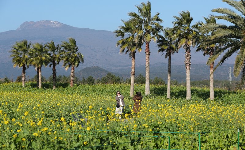 [서귀포=뉴시스] 우장호 기자 = 추운 날씨를 보인 12일 오전 제주 서귀포시 남원면 휴애리자연생태공원에 유채꽃이 활짝 피어나 겨울 속 봄 정취를 자아내고 있다. 기상청에 따르면 주말인 13일부터 기온이 큰 폭으로 떨어져 한라산 등 고지대에는 최대 10㎝ 이상의 많은 눈이 내리고, 강한 바람이 불어 기상이 악화할 것으로 전망된다. 2025.12.12. woo1223@newsis.com