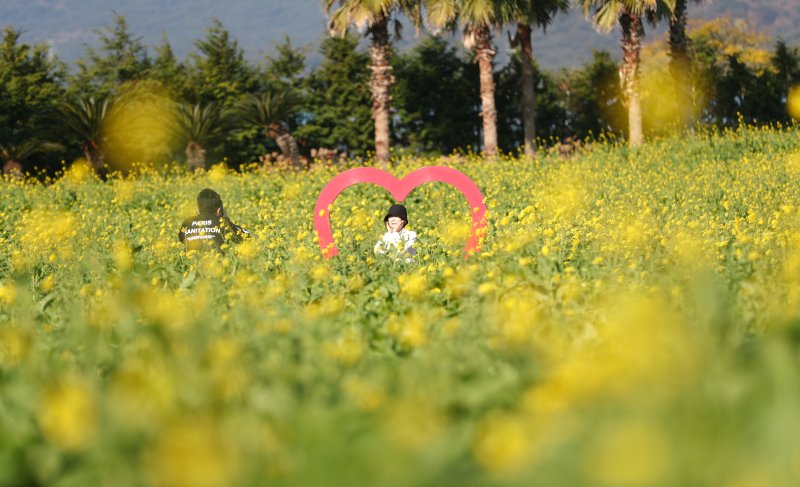 [서귀포=뉴시스] 우장호 기자 = 추운 날씨를 보인 12일 오전 제주 서귀포시 남원면 휴애리자연생태공원에 유채꽃이 활짝 피어나 겨울 속 봄 정취를 자아내고 있다. 기상청에 따르면 주말인 13일부터 기온이 큰 폭으로 떨어져 한라산 등 고지대에는 최대 10㎝ 이상의 많은 눈이 내리고, 강한 바람이 불어 기상이 악화할 것으로 전망된다. 2025.12.12. woo1223@newsis.com