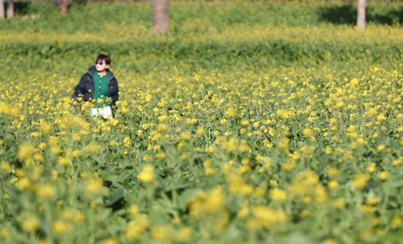 [서귀포=뉴시스] 우장호 기자 = 추운 날씨를 보인 12일 오전 제주 서귀포시 남원면 휴애리자연생태공원에 유채꽃이 활짝 피어나 겨울 속 봄 정취를 자아내고 있다. 기상청에 따르면 주말인 13일부터 기온이 큰 폭으로 떨어져 한라산 등 고지대에는 최대 10㎝ 이상의 많은 눈이 내리고, 강한 바람이 불어 기상이 악화할 것으로 전망된다. 2025.12.12. woo1223@newsis.com