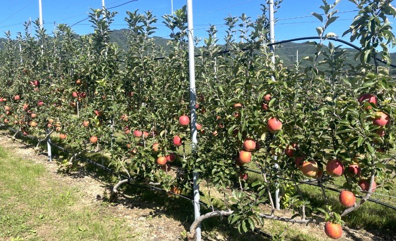 [포항=뉴시스] 송종욱 기자 = 포항시 북구 기북면 탑정 마을의 한 사과밭 전경. (사진=포항시 제공) 2025.12.12. photo@newsis.com