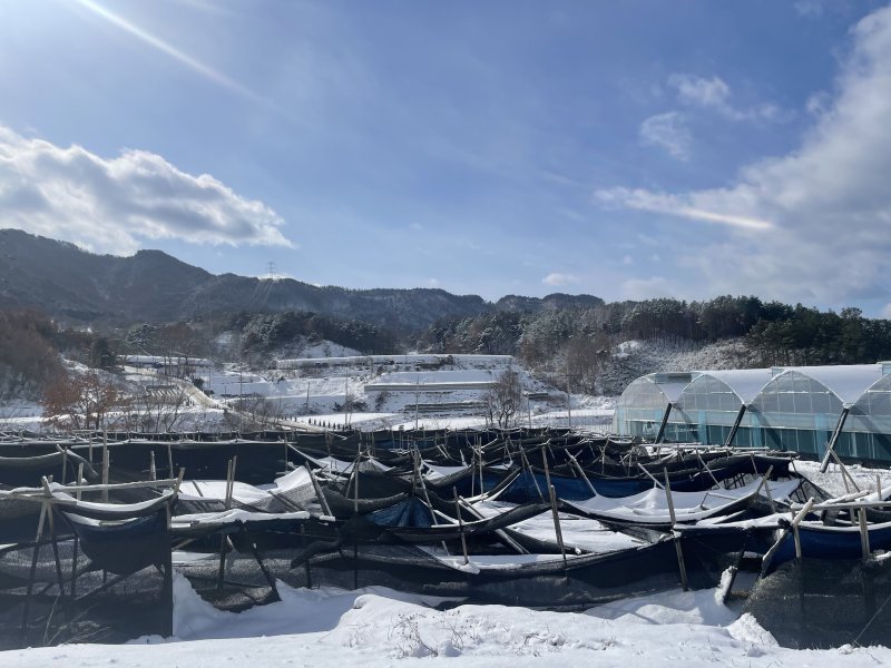 대설로 차광막이 내려앉은 인삼 재배지. (농진청 제공)