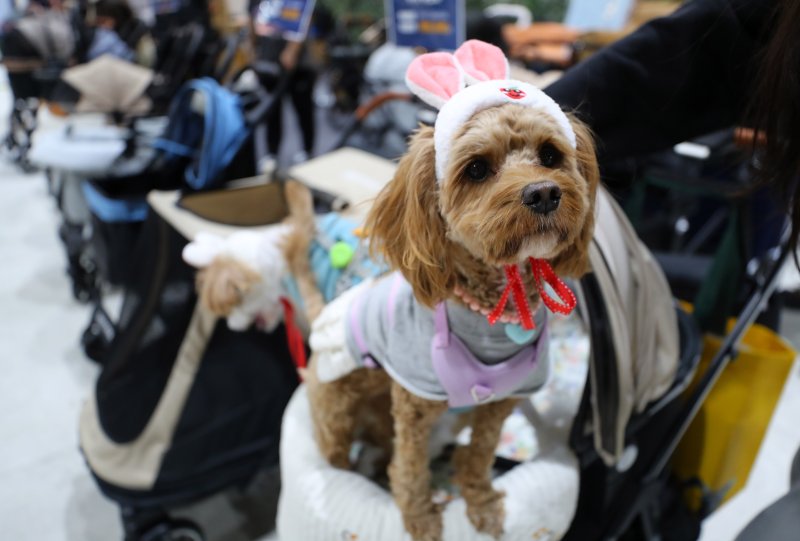 [서울=뉴시스] 김혜진 기자 = 12일 서울 강남구 세텍(SETEC)에서 열린 크리스마스 서울 펫쇼에서 관람객들이 반려견과 함께 전시장을 둘러보고 있다. 2025.12.12. jini@newsis.com