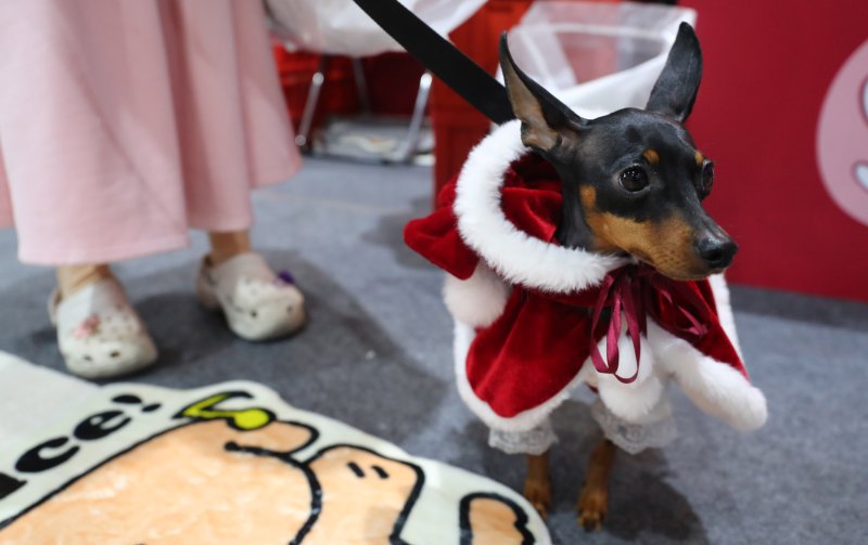 [서울=뉴시스] 김혜진 기자 = 12일 서울 강남구 세텍(SETEC)에서 열린 크리스마스 서울 펫쇼에서 관람객들이 반려견과 함께 전시장을 둘러보고 있다. 2025.12.12. jini@newsis.com