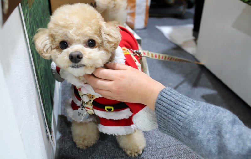 [서울=뉴시스] 김혜진 기자 = 12일 서울 강남구 세텍(SETEC)에서 열린 크리스마스 서울 펫쇼에서 관람객들이 반려견과 함께 전시장을 둘러보고 있다. 2025.12.12. jini@newsis.com