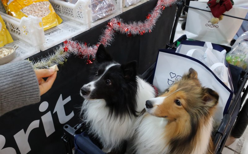 [서울=뉴시스] 김혜진 기자 = 12일 서울 강남구 세텍(SETEC)에서 열린 크리스마스 서울 펫쇼에서 관람객들이 반려견과 함께 전시장을 둘러보고 있다. 2025.12.12. jini@newsis.com