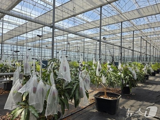 영천 아열대 스마트 팜 단지 애플망고 재배 현장(영천시 제공. 재판매 및 DB금지)/뉴스1