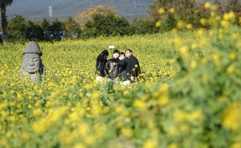 [서귀포=뉴시스] 우장호 기자 = 추운 날씨를 보인 12일 오전 제주 서귀포시 남원면 휴애리자연생태공원에 유채꽃이 활짝 피어나 겨울 속 봄 정취를 자아내고 있다. 기상청에 따르면 주말인 13일부터 기온이 큰 폭으로 떨어져 한라산 등 고지대에는 최대 10㎝ 이상의 많은 눈이 내리고, 강한 바람이 불어 기상이 악화할 것으로 전망된다. 2025.12.12. woo1223@newsis.com