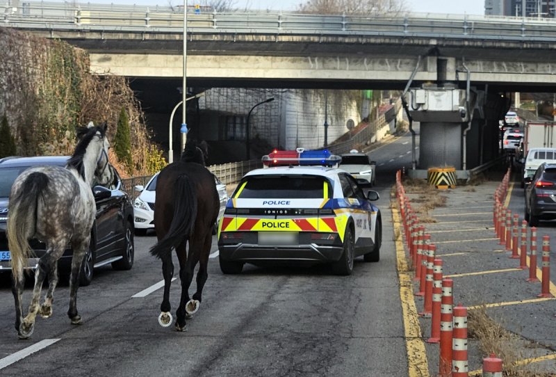 마구간 탈출한 말들 (출처=연합뉴스)