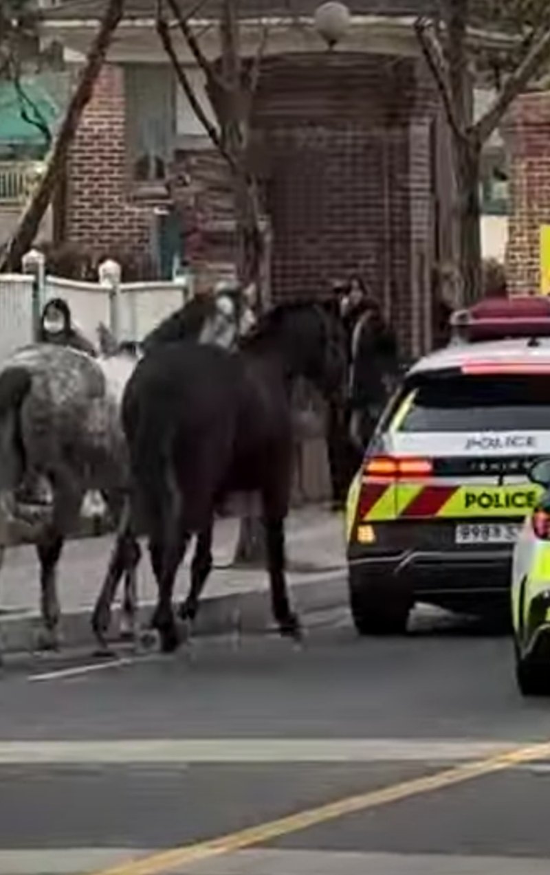 마구간 탈출 말 도로 활보. 유튜브 캡처.