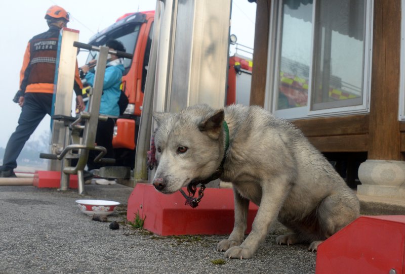 [정읍=뉴시스] 뉴시스 전북취재본부 김얼 기자가 출품한 2025 올해의 전북기자상 사진 부문 수상작인 '검은 재 뒤집어 쓴 채 주인 기다리는 개'. (사진=뉴시스 DB). photo@newsis.com