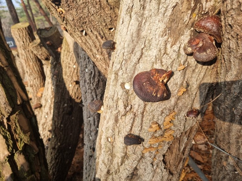 표고버섯(뉴스1 자료) ⓒ News1 DB