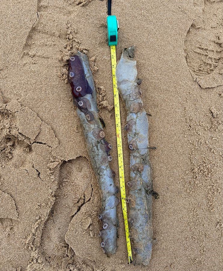 [뉴시스] 스코틀랜드 콜리스턴의 포비 국립자연보호구역(Forvie National Nature Reserve) 해변에서 희귀 심해 문어 사체가 발견돼 이목을 끌었다. (사진=BBC 캡처) *재판매 및 DB 금지