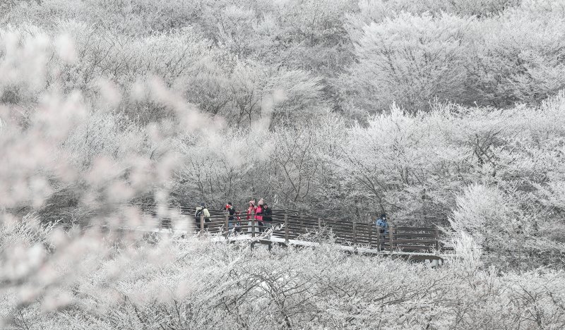 [제주=뉴시스] 우장호 기자 = 기습 추위가 절정에 달한 4일 오전 제주 한라산 1100고지를 찾은 관광객들이 활짝 피어난 상고대를 감상하며 겨울 정취를 만끽하고 있다. 2025.12.04. woo1223@newsis.com