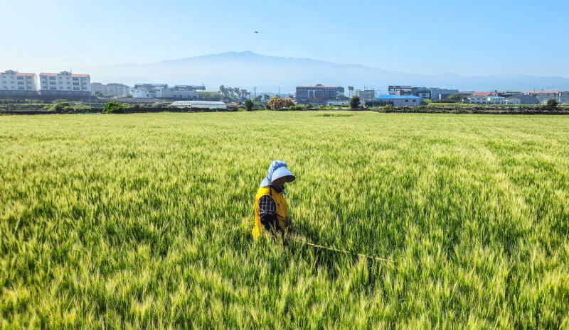 [제주=뉴시스] 우장호 기자 = 맑은 날씨를 보인 24일 오전 제주시 내도동의 한 보리밭에서 농민이 김매기를 하고 있다. 2025.04.24. woo1223@newsis.com