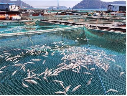 전남의 한 가두리 양식장에서 저수온으로 폐사한 물고기가 떠올라 있다.(여수시 제공. 재판매 및 DB 금지) /뉴스1