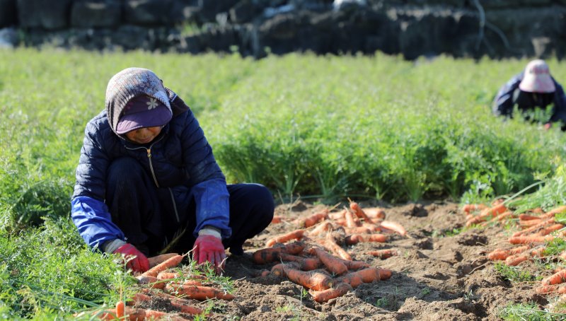 제주시 구좌읍 한 당근밭에서 농민들이 당근을 수확하고 있다./뉴스1