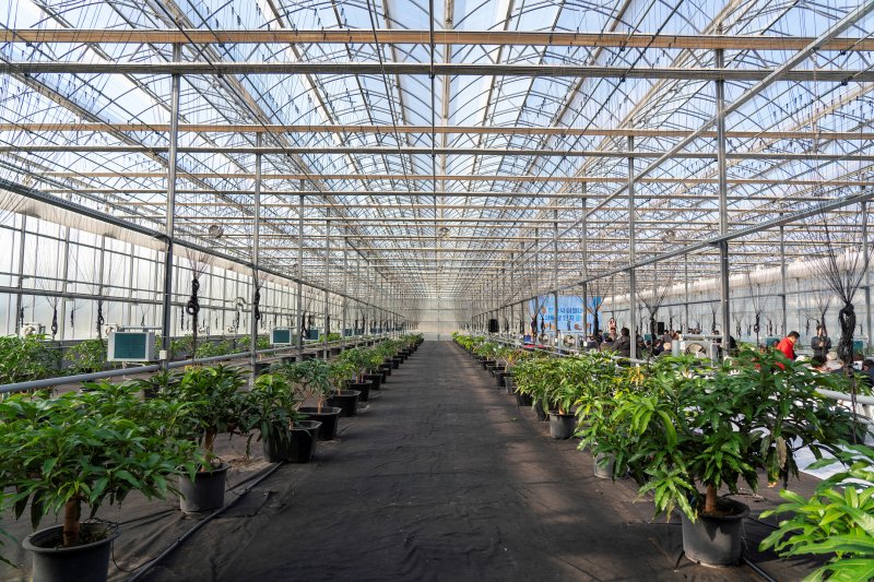 영천 아열대 스마트팜 단지 실내 모습(경북도 제공. 재판매 및 DB 금지)2025.12.14/뉴스1