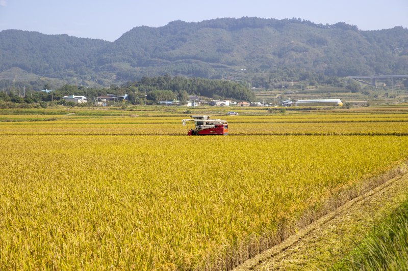 영암군 덕진면 노송마을 들녘 추수(영암군 제공. 재판매 및 DB금지) (사진은 기사 내용과 무관함) / 뉴스1 ⓒ News1
