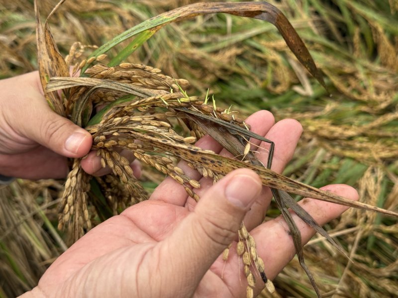벼 깨씨무니병(사진 : 농림축산식품부 제공) *재판매 및 DB 금지