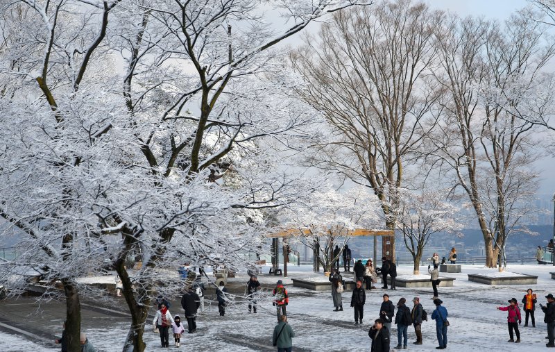 [서울=뉴시스] 김선웅 기자 = 14일 서울 남산공원 나무에 밤사이 내린 눈이 쌓여 있다. 2025.12.14. mangusta@newsis.com
