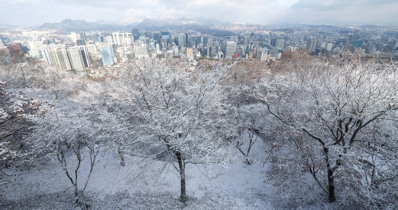 [서울=뉴시스] 김선웅 기자 = 14일 서울 남산공원 나무에 밤사이 내린 눈이 쌓여 있다. 2025.12.14. mangusta@newsis.com