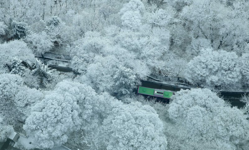 [서울=뉴시스] 김선웅 기자 = 14일 서울 남산공원 나무에 밤사이 내린 눈이 쌓여 있다. 2025.12.14. mangusta@newsis.com