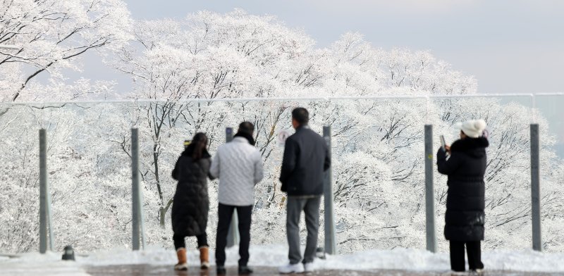 [서울=뉴시스] 김선웅 기자 = 14일 서울 남산공원 나무에 밤사이 내린 눈이 쌓여 있다. 2025.12.14. mangusta@newsis.com