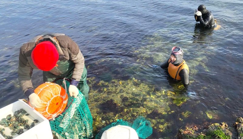 [포항=뉴시스] 송종욱 기자 = 포항시는 지난 10·11일 이틀 간 포항 지역 40개 어촌계 마을 어장에 전복 55만 마리, 14개 어촌계 마을 어장에 해삼 28만 마리를 방류했다. 사진은 어업인이 마을 어장에 전복을 방류하는 모습. (사진=포항시 제공) 2025.12.14. photo@newsis.com