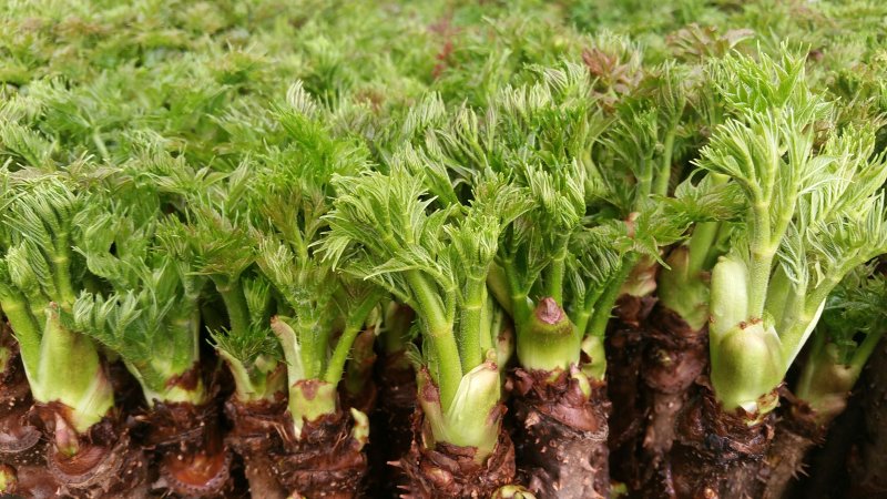 기사 이해를 돕기 위한 두릅 자료 사진으로 기사 내용과 관련 없음. ⓒ News1