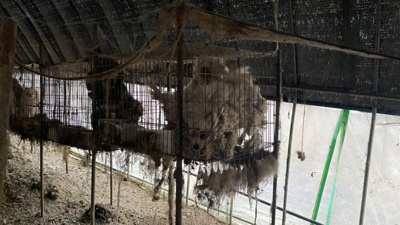 일명 '뜬장'에 갇힌 강아지들. 평생 새끼를 낳다 폐기 처분이 되는 경우가 많다. 동물자유연대 제공