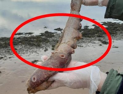 해변서 '일곱 팔 문어' 사체 발견, 암컷의 몸 길이는 무려..