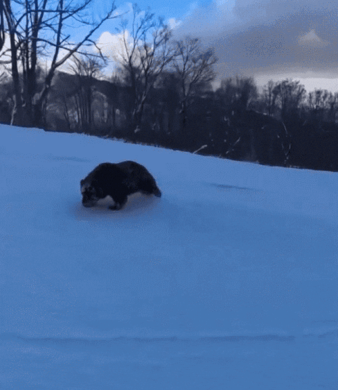 일본 나가노현의 한 스키장에 곰이 출몰한 모습. /영상=유튜브, 뉴시스