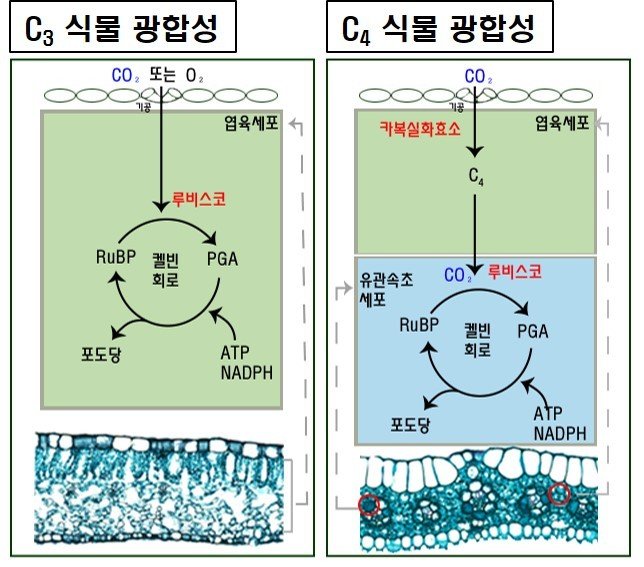 [목포=뉴시스]C3와 C4 식물의 광합성 경로 차이 모식도. (사진=국립호남권생물자원관 제공) 2025.12.15. photo@newsis.com *재판매 및 DB 금지