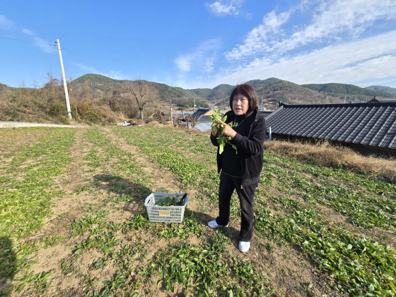 [의령=뉴시스]부산에서 의령군 궁류면으로 귀농한 김정엽 씨가 자신이 기른 시금치를 보여주고 있는 모습. (사진=의령군 제공) 2025.12.15.photo@newsis.com *재판매 및 DB 금지