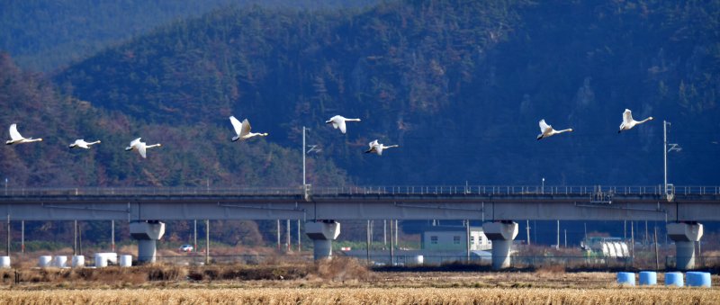 14일 경북 포항시 북구 흥해읍에 천연기념물 201-2호인 큰고니들이 날고 있다. 2025.12.14/뉴스1 ⓒ News1 최창호 기자