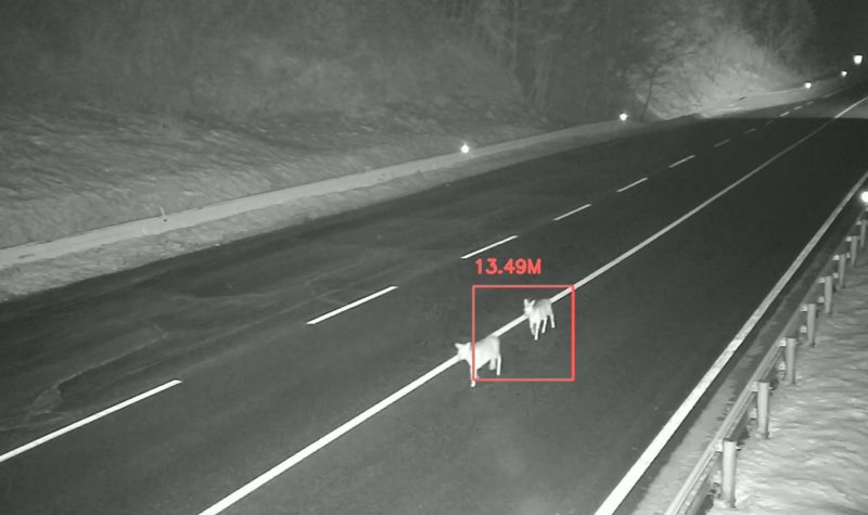 포스코DX가 로드킬 예방을 위해 동물 찻길 사고 예방 및 모니터링 시스템을 통해 도로에 출현한 고라니들을 감지하고 있다. 포스코DX 제공