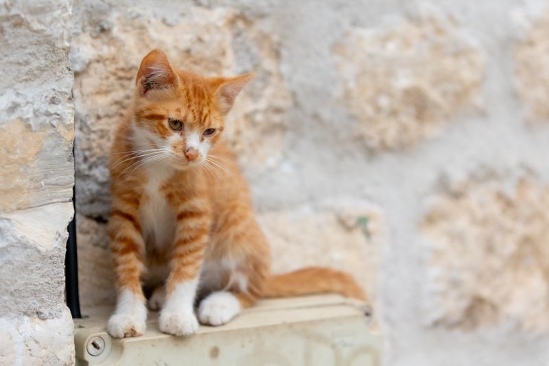 안전꼬깔에 길고양이 가두고 불붙인 20대男, 결국..