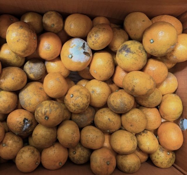 귤이 아니라 쓰레기 3만원대 '못난이귤' 공구했다가 날벼락